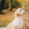 David Piri - @david.piri4 - TikTok