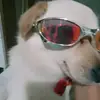 DaviDoPitoco - @davimartins65571 - TikTok