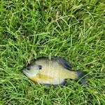 David pitstick - @grumarquis - Instagram