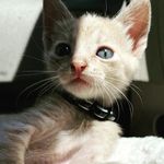 David Pizana - @the_pizana999 - Instagram