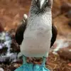 David Plaisance - @david.plaisance6 - TikTok