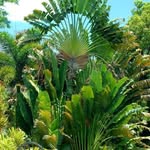 plantas nativas e ornamentais - @david_plantas_nativas - Instagram