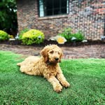 David Poag - @goldenlilydoodles - Instagram