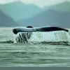 davidpollitt535 - @davidpollitt535 - TikTok