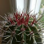 David Posner - @carpalim42 - Instagram