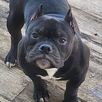 David Premo - @davidpremo11213 - Instagram