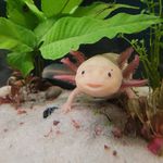 David Premo - @axolotl_life_aquatics_ - Instagram