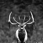 DAVID PROCK | CHRIS PROCK - @prockoutdoors - Instagram