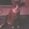 David Puls - @davidpuls - TikTok