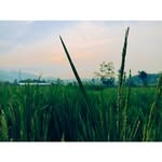 David raffiansyah ridwan - @davidraffiansyahridwan - Instagram