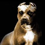 David Ramba - @david1234999 - Instagram