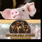 JALIL DAVID ORDOSGOITIA. - CHOCHILINDA RANCH - @chochilindaranch - Instagram