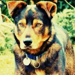 David Rauscher - @rauscher_dave - Instagram