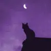 David Reith - @koinophobiaxx - TikTok