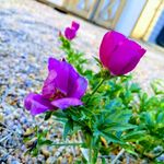 David Renner - @xeriscapecolorado - Instagram