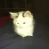 David Rivet - @davidrivet0 - TikTok