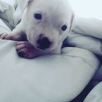 David Robbie - @david.robbie.714 - Instagram