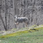David Robie - @wildsofworthington - Instagram