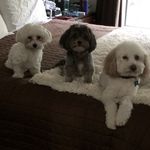 David Rooks - @drrooks13 - Instagram