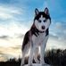 David Radu - Facebook