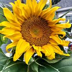 David Rowles - @dave_rowles - Instagram
