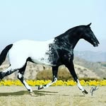 David Rozario - @davidrozario619 - Instagram