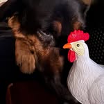 David ryan - @chickenandy_ - Instagram