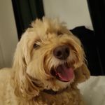 David Scarff - @david_scarff81 - Instagram