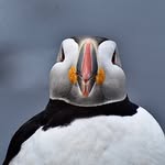 David Schall - @daveschall - Instagram