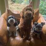 David Schipani - @skip_fire37 - Instagram
