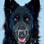 David Schlatter - @koawarriorgsd - Instagram