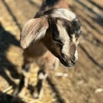 David Schmidt - @chefdavidschmidt - Instagram
