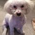 David Schneyer - Facebook