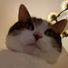 David Schramko - @davidschramko - TikTok