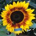 David Schramm - Facebook