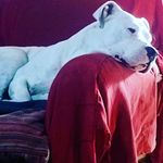 Leo David Secchi - @secchileo - Instagram