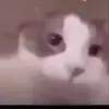 user5320622315862 - @davidseeker507videos - TikTok