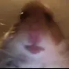 David Segarra - @davidsegarra4 - TikTok