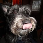 David Semple - @thepulpi1 - Instagram