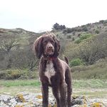 David Semple - @david.semple.948 - Instagram