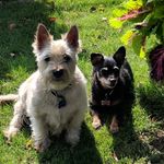 David Setlock - @cairnterrierwny - Instagram