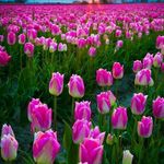 David Shaffer - @davidshaffer55 - Instagram