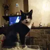 David Shields - @davidshields2 - TikTok