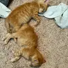 Kitty Dad - @davidshoffner0 - TikTok