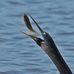 David Shortt - Facebook