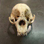 David J. Shuman - @vetmanshu - Instagram