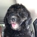 David Shuman - Facebook