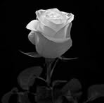 David Simona - Facebook
