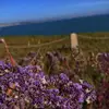 David Sings - @david.sings_ - TikTok