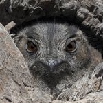 David Sinnott - @birdsbydave - Instagram